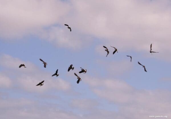 A small flock of wild Baudin's Black Cockatoos takes to the skies