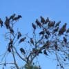 A flock of wild Baudin's Black Cockatoos perches in a tree