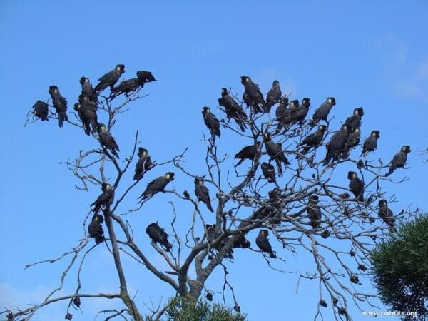 A flock of wild Baudin's Black Cockatoos perches in a tree