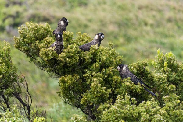 Wild Baudin's Black Cockatoos feed in a shrub