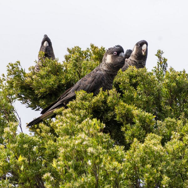 Wild Baudin's Black cockatoos perch in a shrub