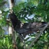 A wild Black Parrot perches in a tree