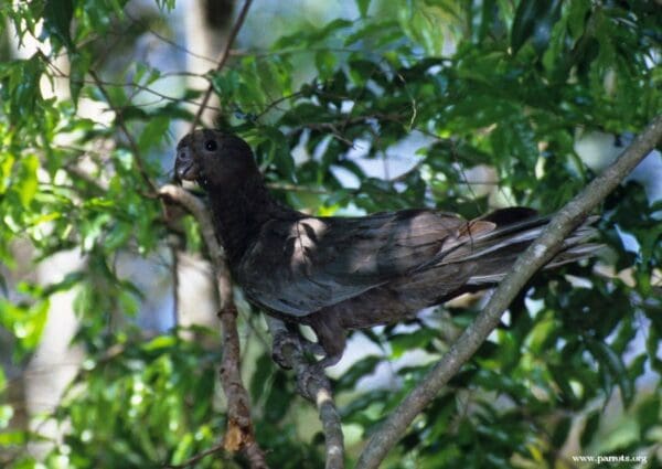 A wild Black Parrot perches in a tree