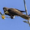 A wild Black Parrot feeds on fruits