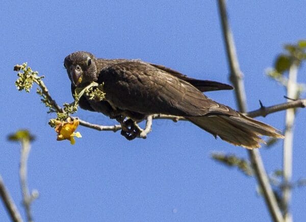 A wild Black Parrot feeds on fruits