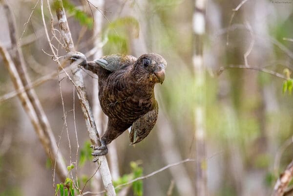 A wild Black Parrot, ssp libs, clings to a branch