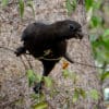 A wild Black Parrot feeds on berries