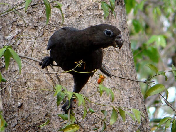 A wild Black Parrot feeds on berries