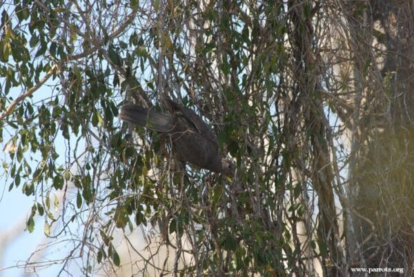 A wild Black Parrot perches in a tree