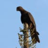 A wild Black Parrot perches atop a tree