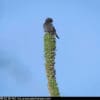 A wild Black Parrot perches atop a plant