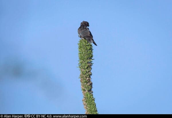 A wild Black Parrot perches atop a plant