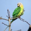 A wild female Blossom-headed Parakeet perches atop a tree