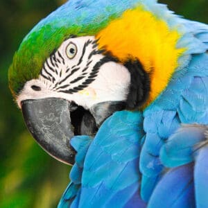 A closeup of a wild Blue-and-yellow Macaw