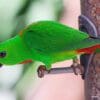 A wild Blue-crowned Hanging Parrot perches on a feeder