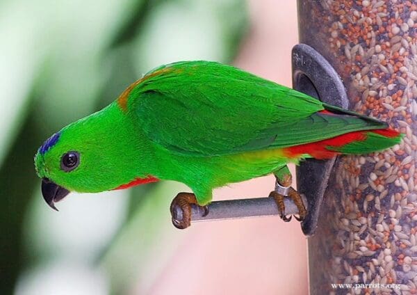 A wild Blue-crowned Hanging Parrot perches on a feeder