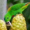 A wild male Blue-crowned Hanging Parrot feeds on seeds