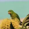 A wild female Blue-crowned Hanging Parrot feeds on nectar