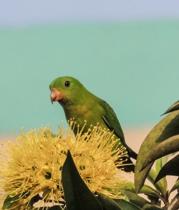 A wild female Blue-crowned Hanging Parrot feeds on nectar