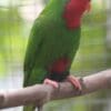 A companion Blue-crowned Lorikeet perches on a branch