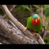 A Blue-crowned Lorikeet at London Zoo perches on a branch