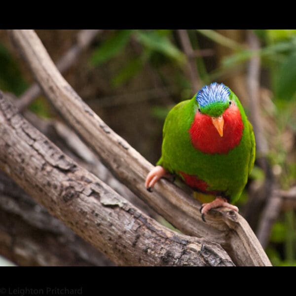 A Blue-crowned Lorikeet at London Zoo perches on a branch