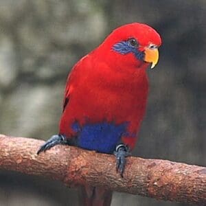 A companion Blue-eared Lory perches on a branch