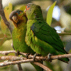 Wild Blue-fronted Parrotlets preen each other