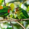 Wild Blue-fronted Parrotlets perch on thin branches