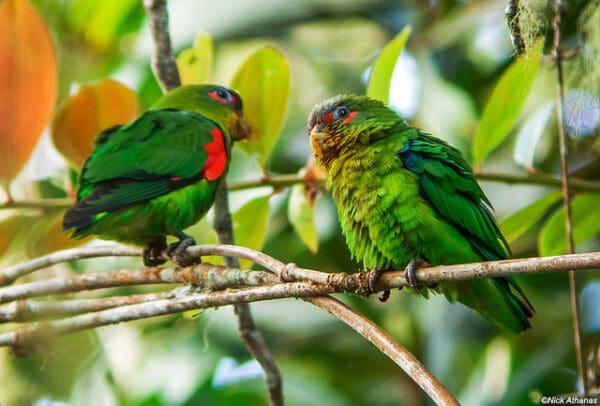 Wild Blue-fronted Parrotlets perch on thin branches