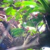 A wild Blue-fronted Parrotlet pair works to enlarge a cavity in an arboreal termitarium