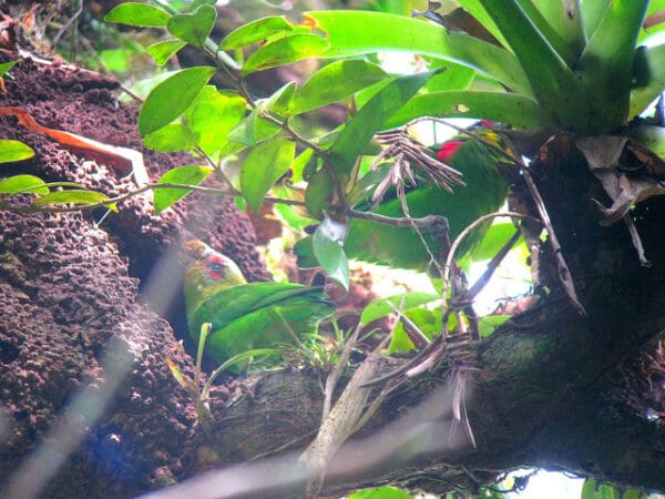 A wild Blue-fronted Parrotlet pair works to enlarge a cavity in an arboreal termitarium