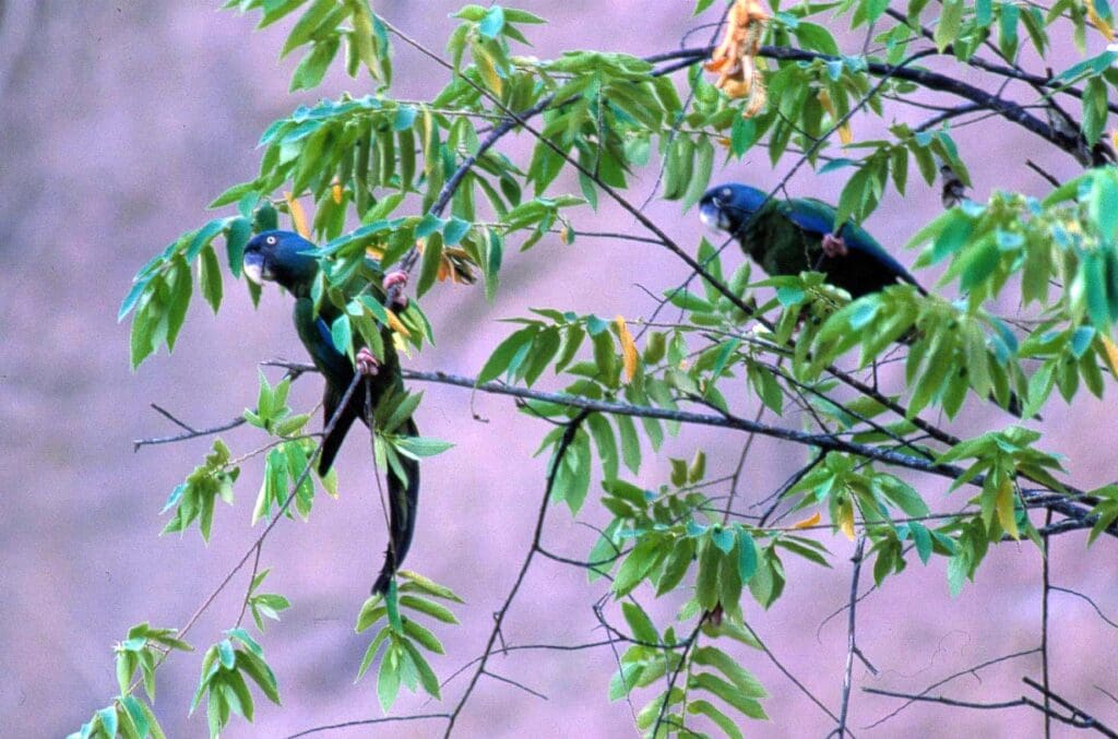 Wild Blue-headed Macaws perch in a leafy tree