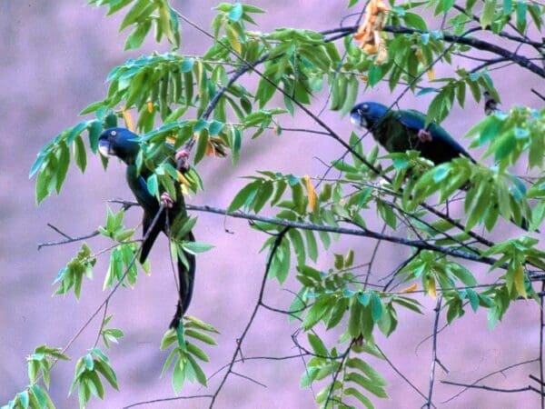 Blue-headed Macaw Search