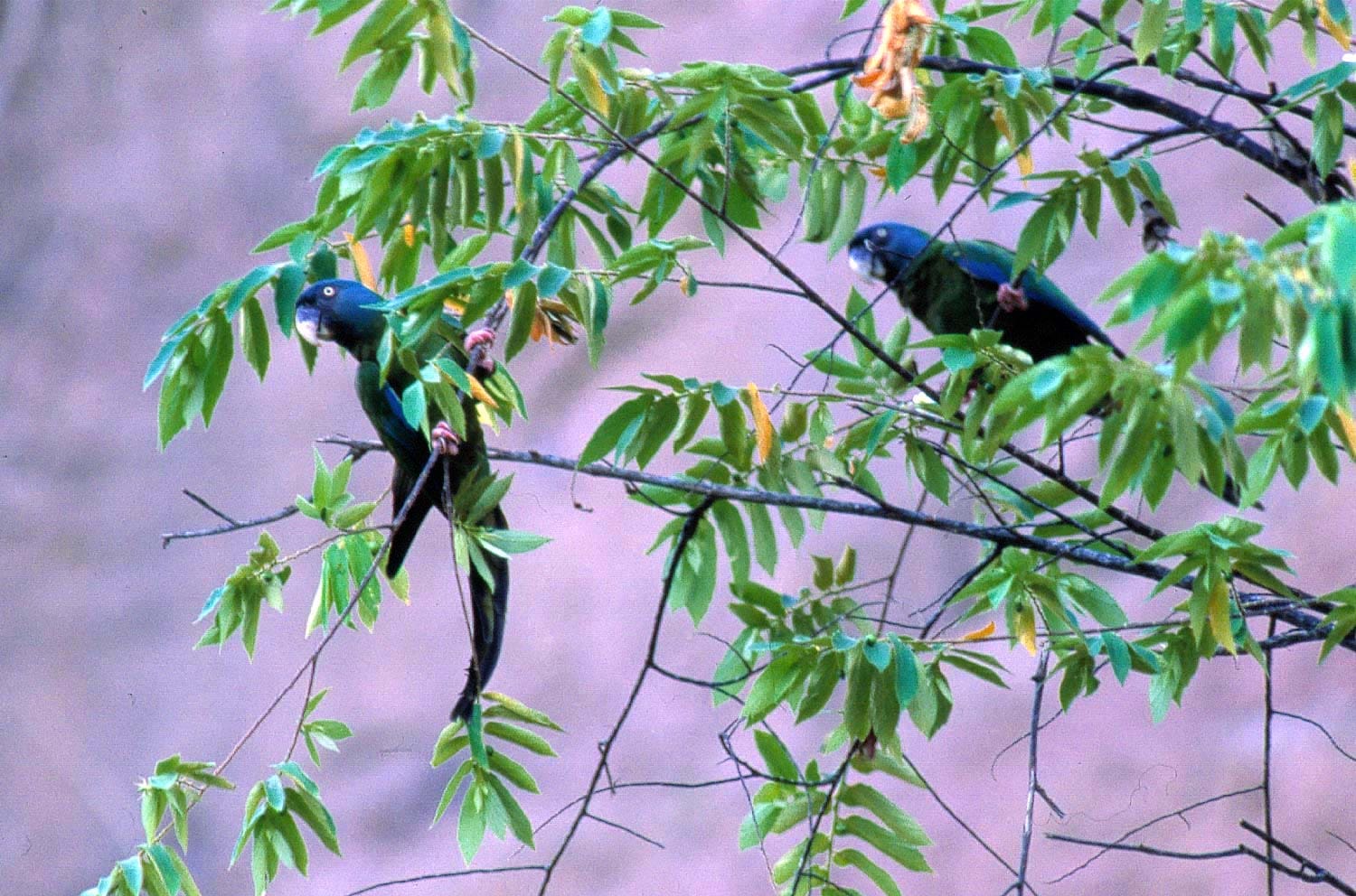 Blue-headed Macaw Search