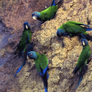 Wild Blue-headed Macaws take clay at a lick