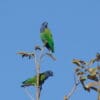 Wild Blue-headed Parrots perch atop a tree