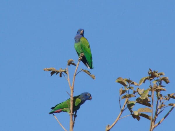 Wild Blue-headed Parrots perch atop a tree