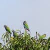 Wild Blue-headed Parrots perch atop a tree