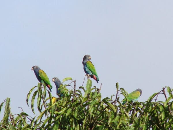 Wild Blue-headed Parrots perch atop a tree