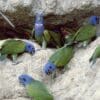 Wild Blue-headed Parrots take soil at a clay lick