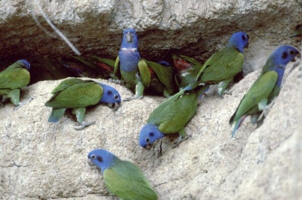 Wild Blue-headed Parrots take soil at a clay lick