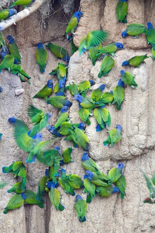 Wild Blue-headed Parrots take soil at a clay lick