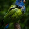 A Blue-headed Parrot puffs its feathers