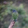 A lone wild Blue-headed Parrot perches atop a branch