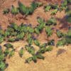 Wild Blue-headed Parrots take clay at a lick