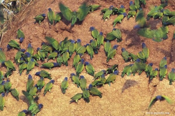 Wild Blue-headed Parrots take clay at a lick