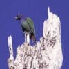 A wild Blue-headed Parrot perches atop a broken tree snag