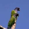 Wild Blue-headed Parrots perch on a branch