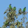 Wild Blue-headed Parrots perch atop a tree